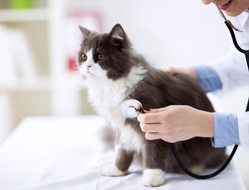 4 Ways to Protect Your Cat’s 9 Lives: Importance of Feline Preventive Medicine