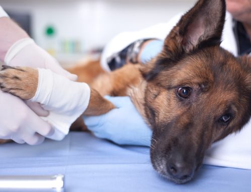 10 Signs Your Pet Needs Emergency Veterinary Care